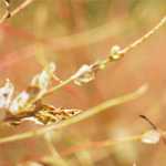 心房細動治療(薬物)について　2013年版