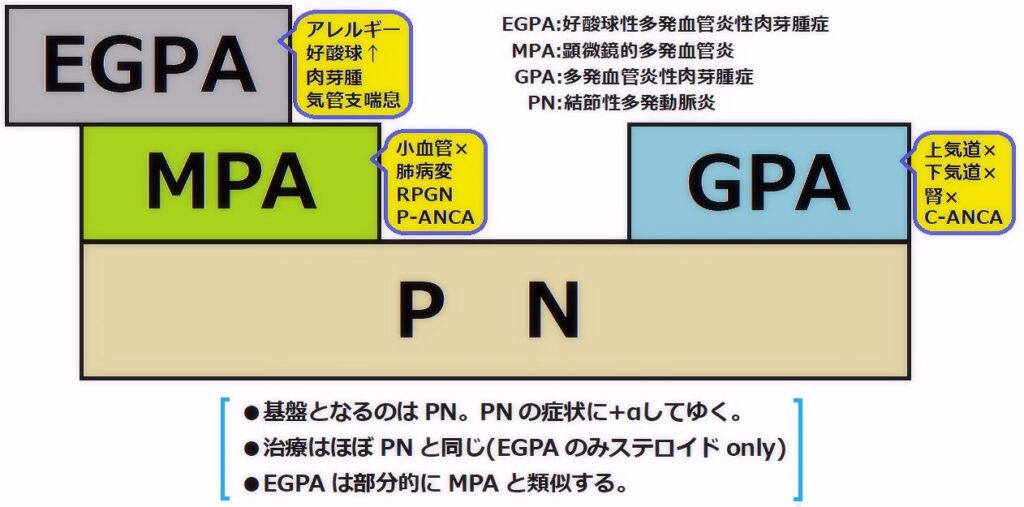 免疫膠原病 問126～問229 ★血管炎関連★ めどさぽ！医師国家試験と専門医試験の対策