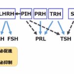 内分泌分野　問50～問121　★甲状腺疾患関連★