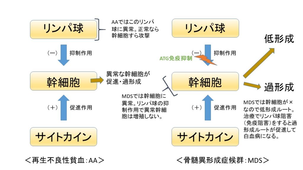 MDS　再生不良性貧血